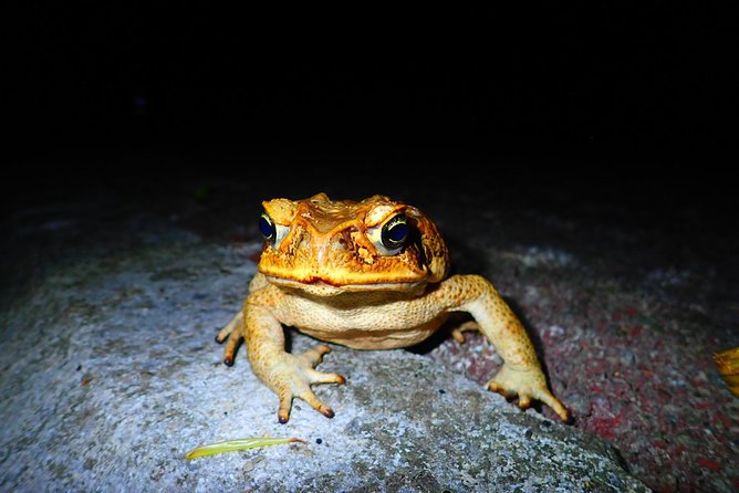 [Ishigaki] Night Jungle Tour - Customer Reviews