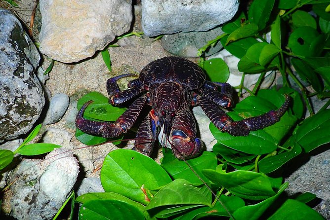 [Ishigaki] Night Jungle Tour - Frequently Asked Questions