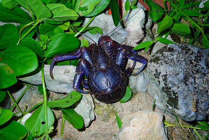 [Ishigaki] Night Jungle Tour - Tour Itinerary