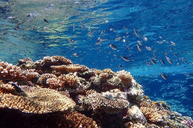 [Ishigaki]Mangrove SUP/Canoe Blue Cave Snorkeling - Frequently Asked Questions