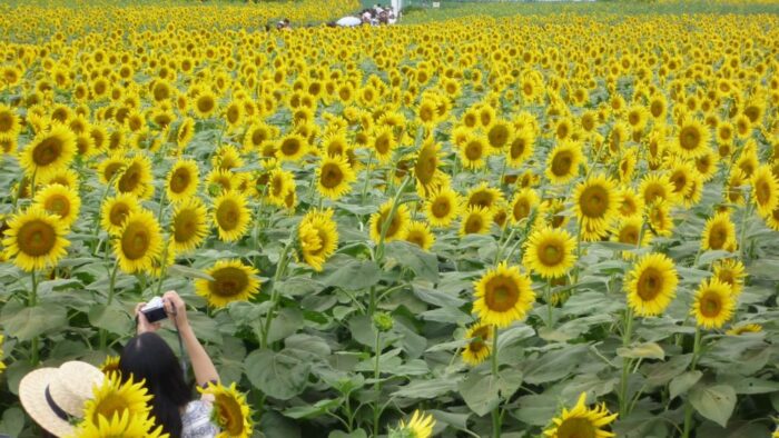 Kiyose Sunflower Festival