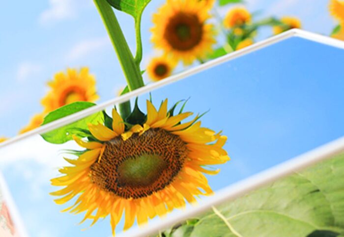 Kiyose Sunflower Festival