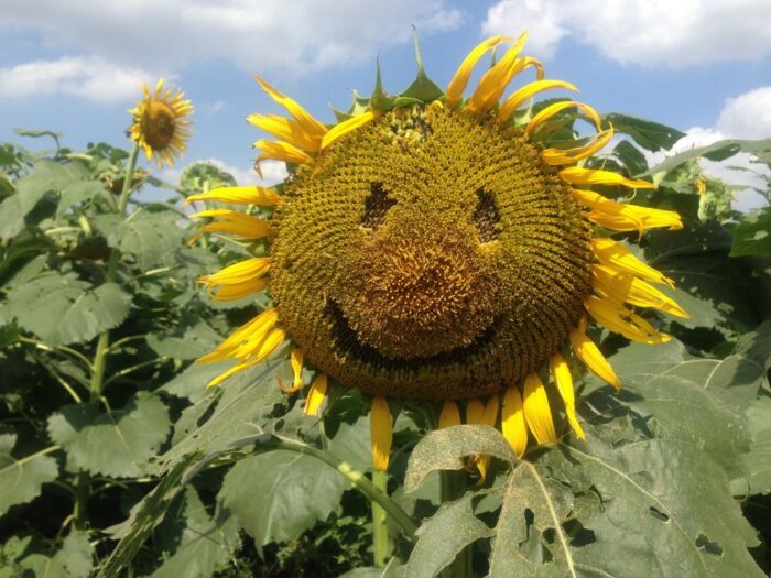 Kiyose Sunflower Festival