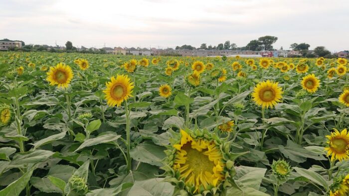 Kiyose Sunflower Festival