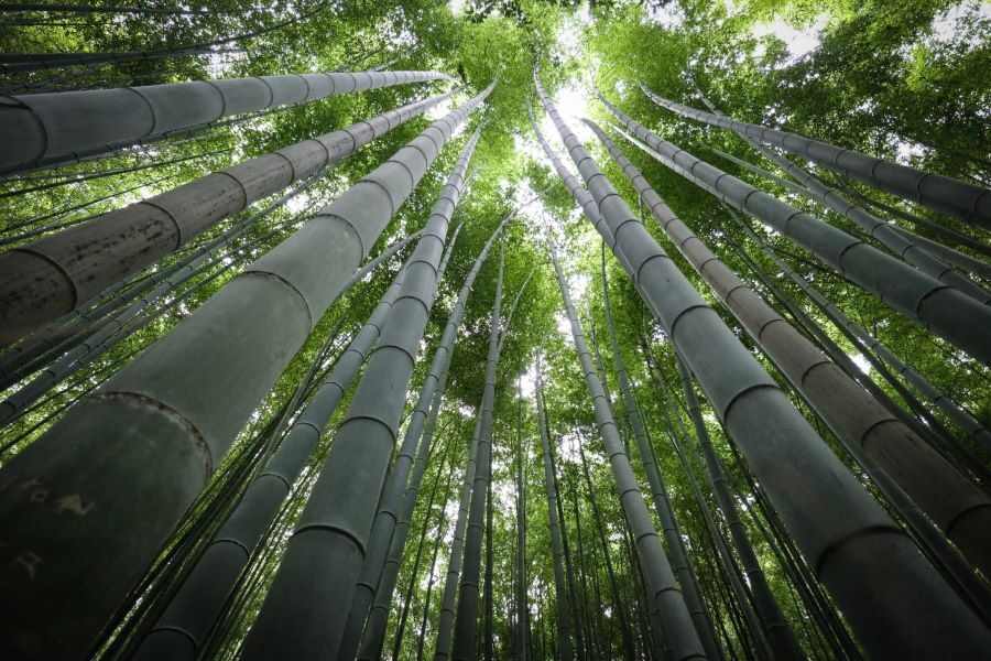 Kyoto Arashiyama Bamboo Forest Garden Walk Tour