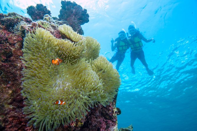 Miyakojima / Snorkel Tour to Enjoy Coral and Fish