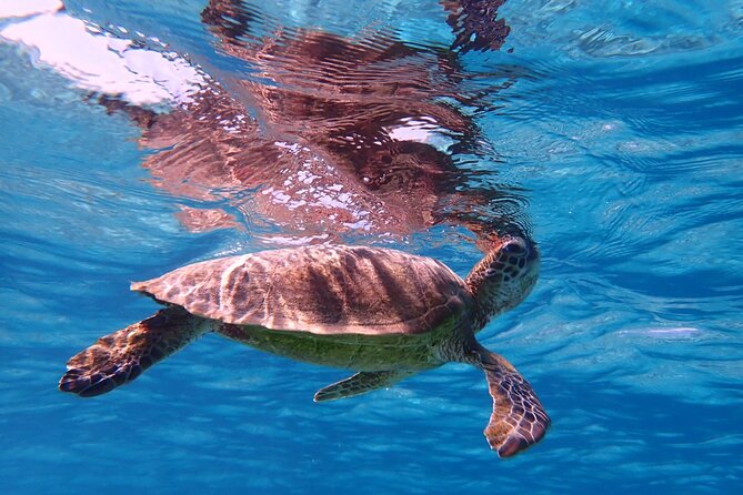 Miyakojima Snorkeling in the Sea With Turtles - Snorkeling in the Crystal-Clear Waters of Miyakojima