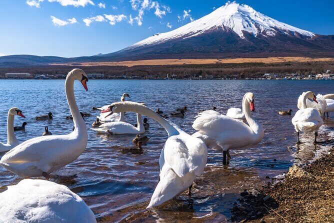 mt-fuji-private-customize-tour-with-english-speaking-guide11