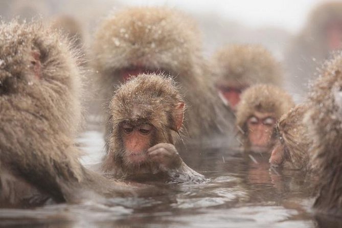 Nagano Snow Monkey 1 Day Tour With Beef Sukiyaki Lunch From Tokyo - Experience and Activities