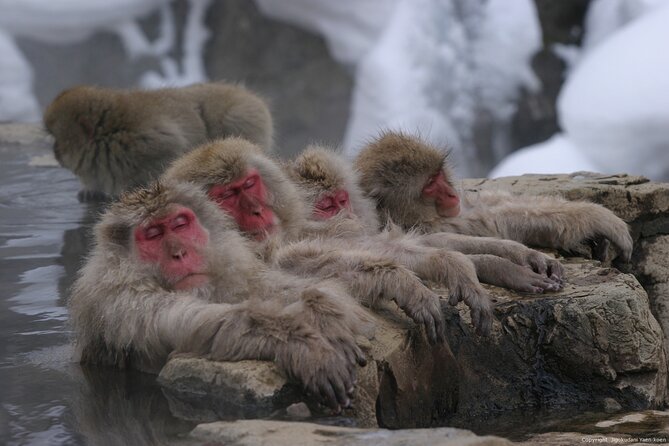 Nagano Snow Monkey 1 Day Tour With Beef Sukiyaki Lunch From Tokyo - Quick Takeaways