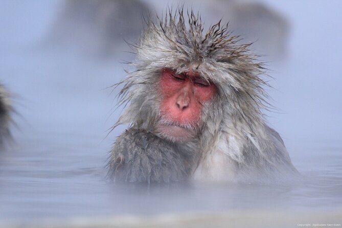 Nagano Snow Monkey 1 Day Tour With Beef Sukiyaki Lunch From Tokyo - Overview and Itinerary