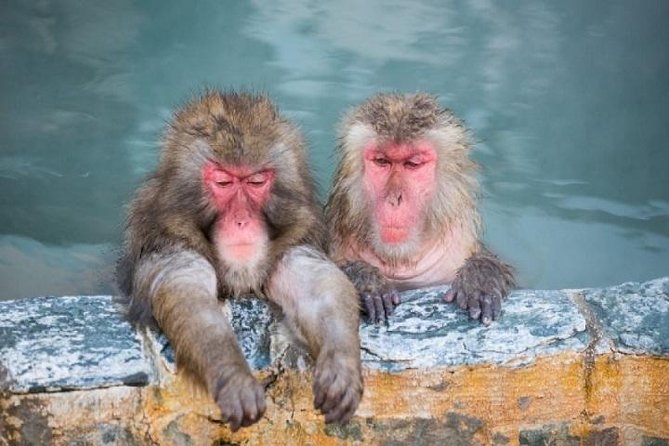 Nagano Snow Monkey 1 Day Tour With Beef Sukiyaki Lunch From Tokyo - Cancellation Policy and Weather Considerations