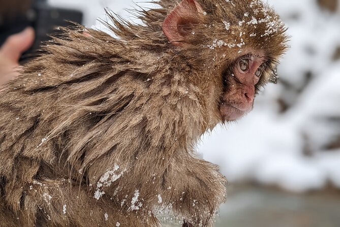 Nagano Snow Monkey 1 Day Tour With Beef Sukiyaki Lunch From Tokyo - Kamakura Snow Huts: A Winter Wonderland