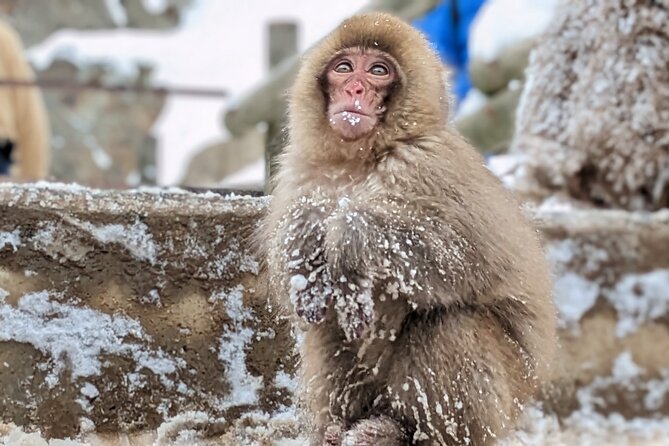 Nagano Snow Monkey 1 Day Tour With Beef Sukiyaki Lunch From Tokyo - Additional Information and Guidelines