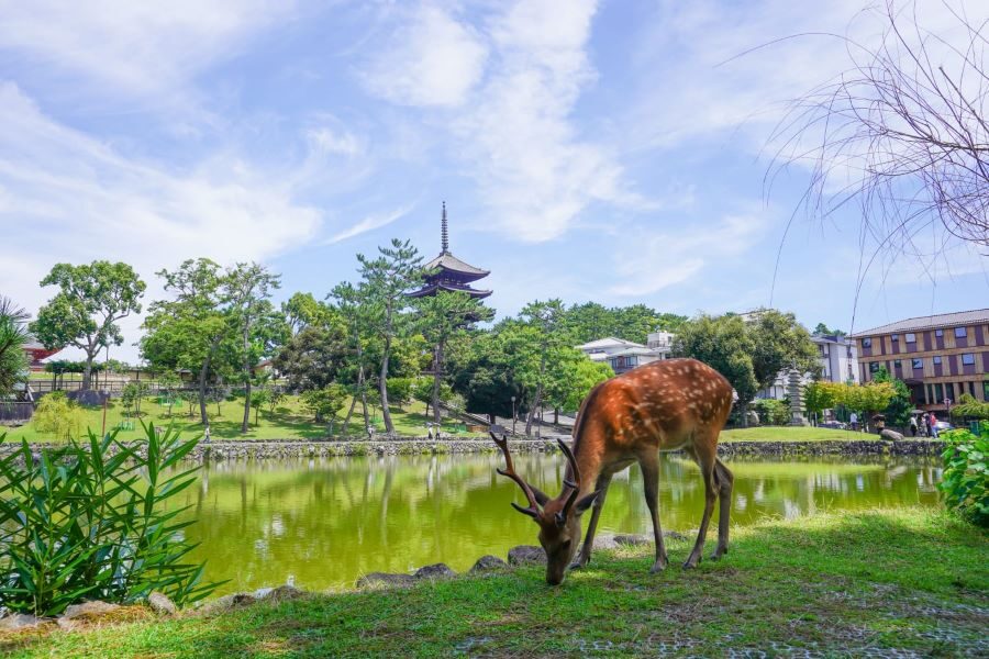 Nara Half Day Trip Walking Tour