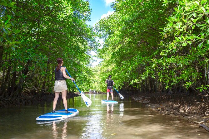 [Okinawa Iriomote] Sup/Canoe Tour at Mangrove & Limestone Cave Exploration - Unveiling the Secrets of Iriomotes Lush Mangrove Forests