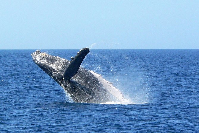 Okinawa Whale Watching From Naha