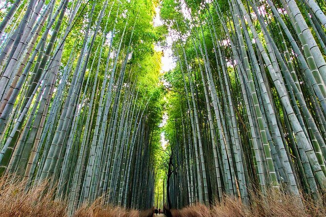 perfect-kyoto-1day-bus-tour8