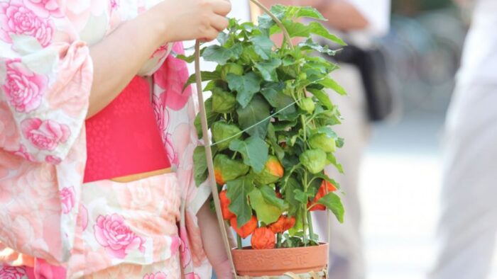 Photo Sensoji Hozuki Market