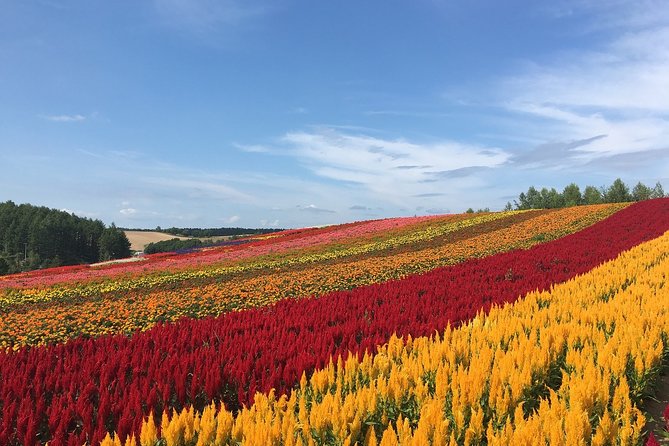 Private Alphard & Simple English Driver in Hokkaido(Sapporo Otaru Toya Furano)