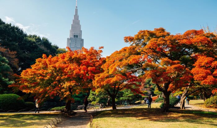 Shinjuku Gyoen Park During Koyo Season