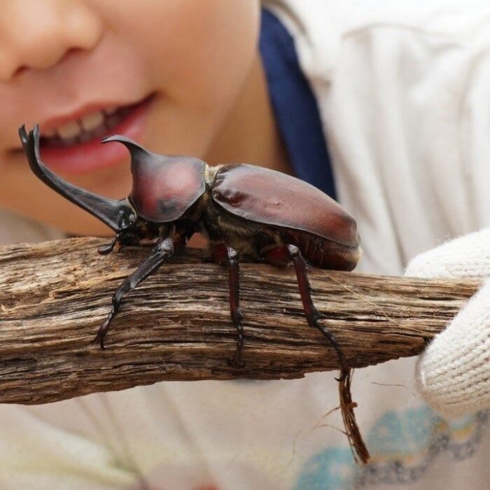 Shitamachi Ueno Furosato Bon Dance Festival