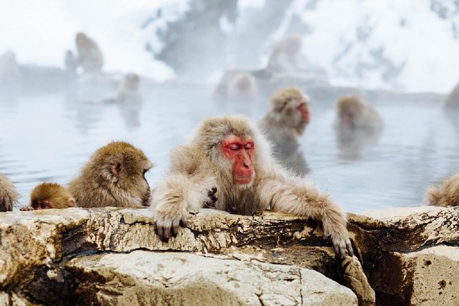 Snow Monkey Tour at Jigokudani in Nagano's Shiga-kogen 2023 - Tour Highlights