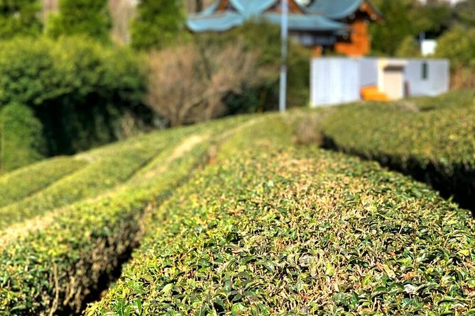 Tokyo Online: Green Teatime in Japan - Exploring the Different Types of Japanese Green Tea