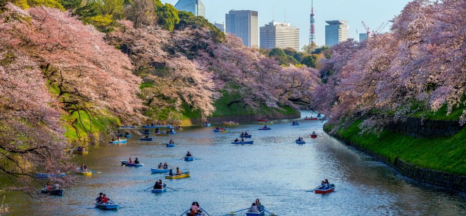 Tokyo: Private Cherry Blossom Experience - Quick Takeaways