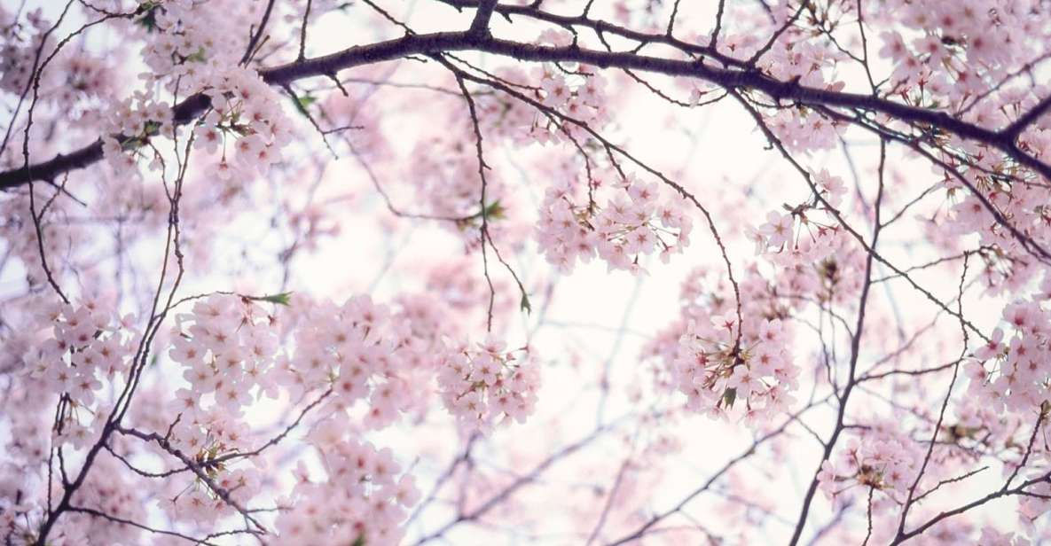 Tokyo Private Photo Tour With a Professional Photographer - Quick Takeaways