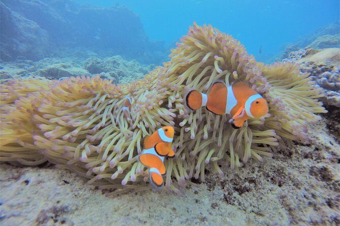 two-hour-group-snorkeling-trip-to-the-blue-cave6