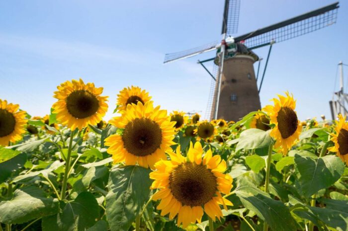 Windmill Sunflower Garden Sakura Furu Sato Square