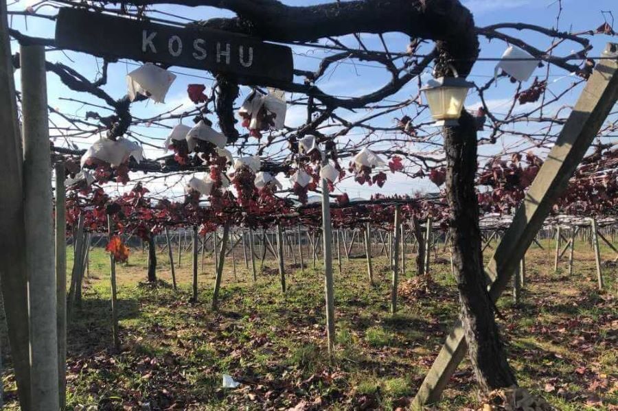 Wine Country Day Trip From Tokyo