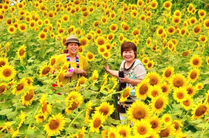 Zama Sunflower Festival