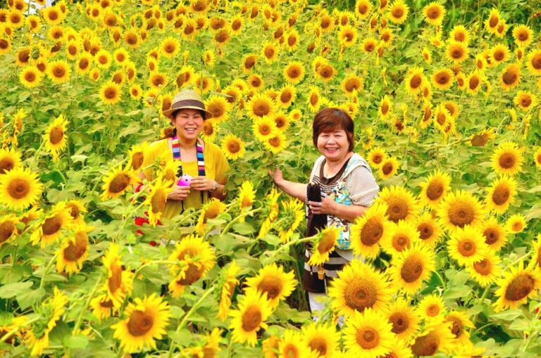 Zama Sunflower Festival