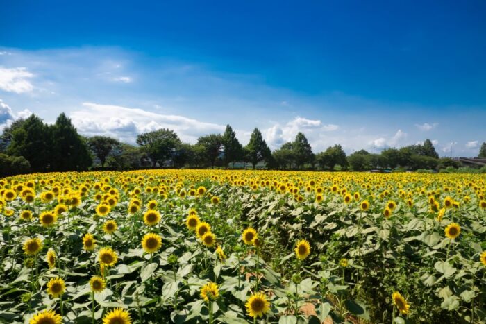 Zama Sunflower Festival