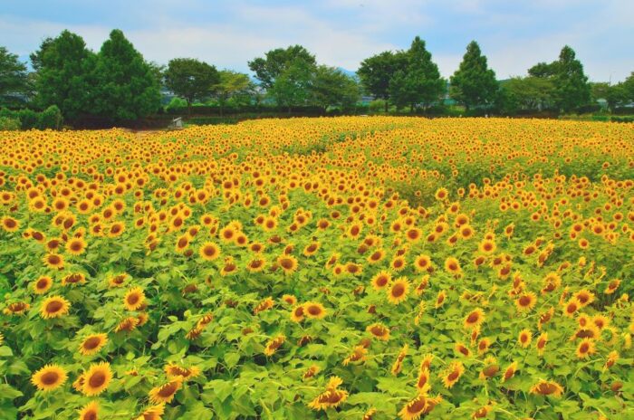 Zama Sunflower Festival